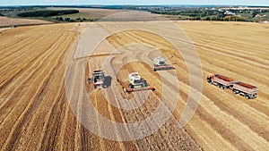 Massive wheat field is getting cropped by the combines