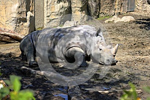 The massive white rhino at Taipei zoo