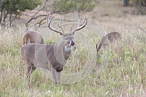 Massive whitetail buck with extra wide spread