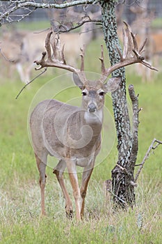 Massive Whitetail Buck in fall photo