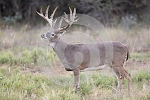 Massive whitetail buck with head up