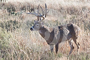 Massive whitetail buck with numerous kicker points on antlers photo