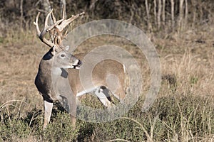 Massive Whitetail Buck in side view