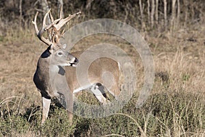 Massive Whitetail Buck in side view photo