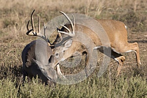 Massive whitetail buck trailing doe in heat