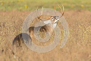 Massive wide racked whitetail buck making lip curl photo