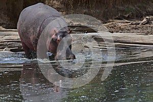 massive wild hippo wades into rock pool creating ripples and splashes in the water, masai mara, kenya