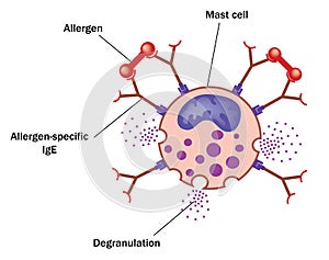 Mast cell and allergen