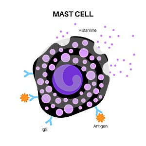 Mast cell poster photo