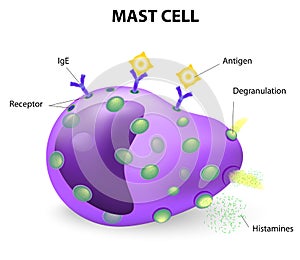 Mast cell or a mastocyte, labrocyte