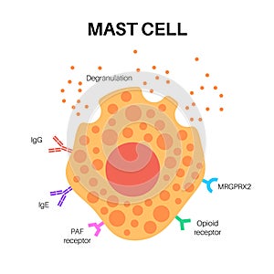 Mast cell poster photo