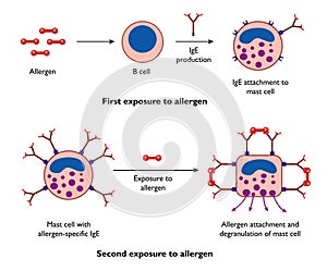 Mast cells and allergy photo