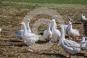 Mast geese cackle in the meadow