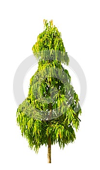 The mast tree , Cemetery tree isolated on white background.