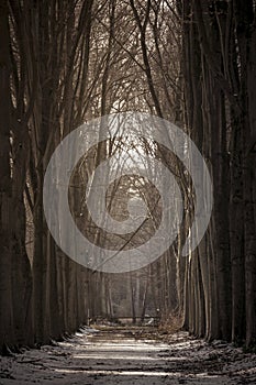 Mastenbos in Kapellen winter scene. View on treelined avenue in the forest