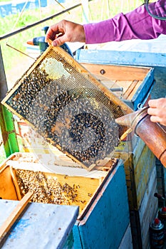 Master beekeeper holding in hands Bee honeycombs of wax in a wooden frame of a beehive full of tasty yellow May honey