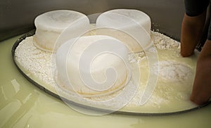 A master cheesemaker checks of curd during the cheese manufacturing process at a cheese factory. Cheese production