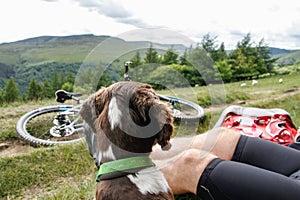 Su el perro sobre el redondo un viaje 