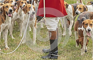 Master of the Hunt standing with his hounds