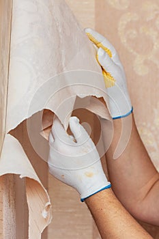 The master removes old wallpaper from the wall. Repair of apartments