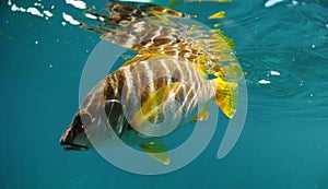 Master snapper fish swimming in ocean