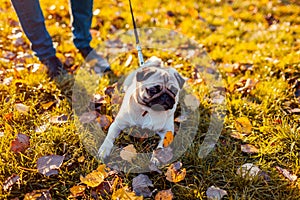 Master walking pug dog in autumn park. Happy puppy sitting on grass by man`s legs. Dog resting