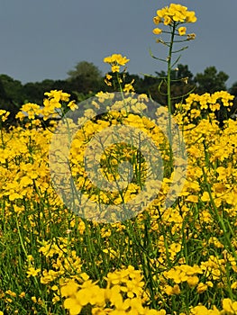 Mastered flower in a field with yellow and green