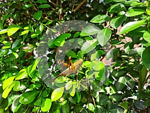 Masters of Mimicry: Brown Grasshopper Expertly Hidden Among Dense Leaves