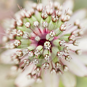 Masterwort or Astrantia flower in summer