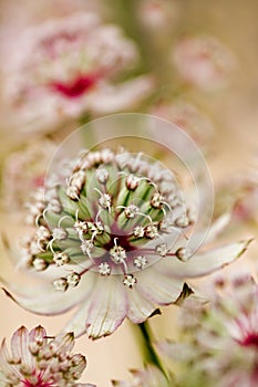 Masterwort or Astrantia flowers in summer