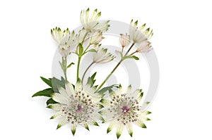 Masterwort flowers isolated on white