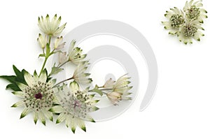 Masterwort flowers isolated on white