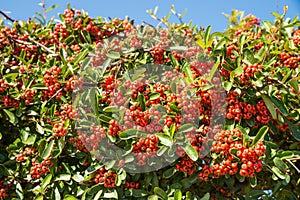 Mastic berries