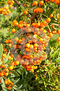 Mastic berries