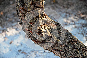 Mastic gum, Pistacia lentiscus small tree in Chios island, Greece