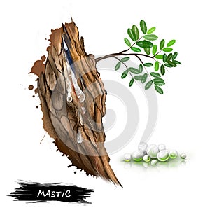 Mastic resin obtained from the mastic tree Pistacia lentiscus. Mastic coming from the tree. In pharmacies and nature shops called