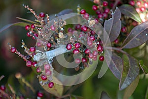 mastic shrub (Pistacia lentiscus