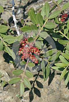 Mastic Tree Flowers