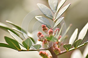 Mastic tree (Pistacia lentiscus) - male flowers