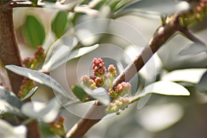 Mastic tree (Pistacia lentiscus) - male flowers