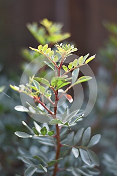 Mastic tree (Pistacia lentiscus) in the sun