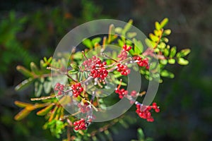 Mastic tree with red berries