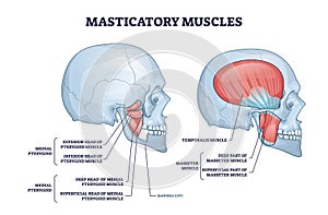Masticatory muscles and cheek bones muscular system anatomy outline diagram