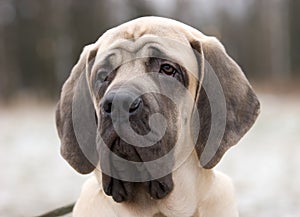 Mastiff