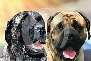 The mastiff dog breed of the Molossoid family characterized by robust and massive physique, breed of very ancient origin