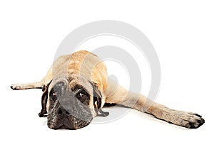 Mastiff dog laying down