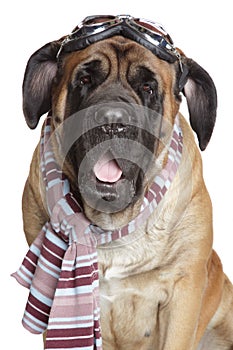 Mastiff dog with Motorcycle glasses