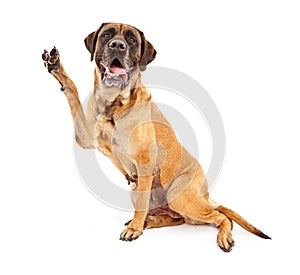 Mastiff Dog With Paw in Peace Sign