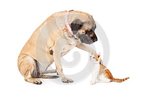 Mastiff Dog Playing With Kitten