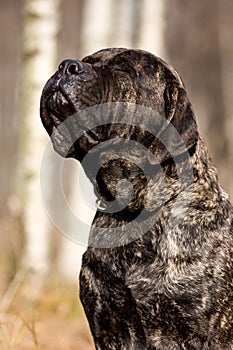 Mastiff dog portrait in a field in autumn in the grass yawns